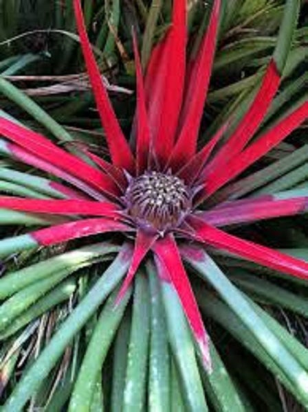 Fascicularia bicolour unique bright red and green leaves vivid blue flowers Carousel 1