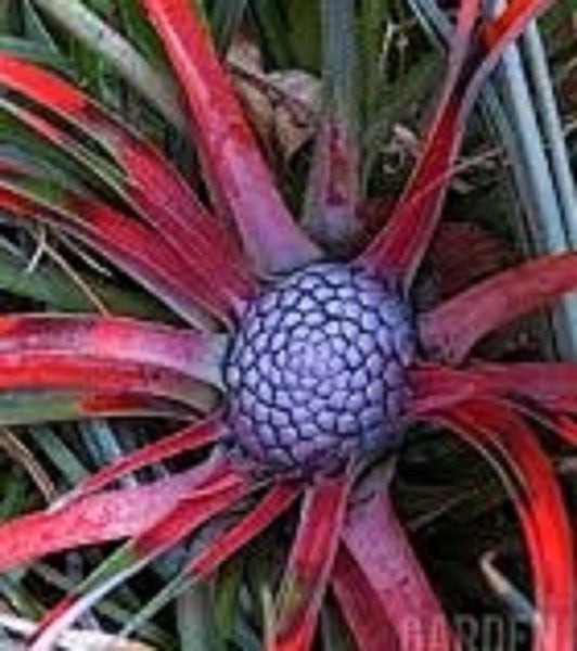Fascicularia bicolour unique bright red and green leaves vivid blue flowers Carousel 2
