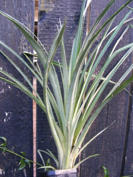 Fascicularia bicolour unique bright red and green leaves vivid blue flowers Carousel 3
