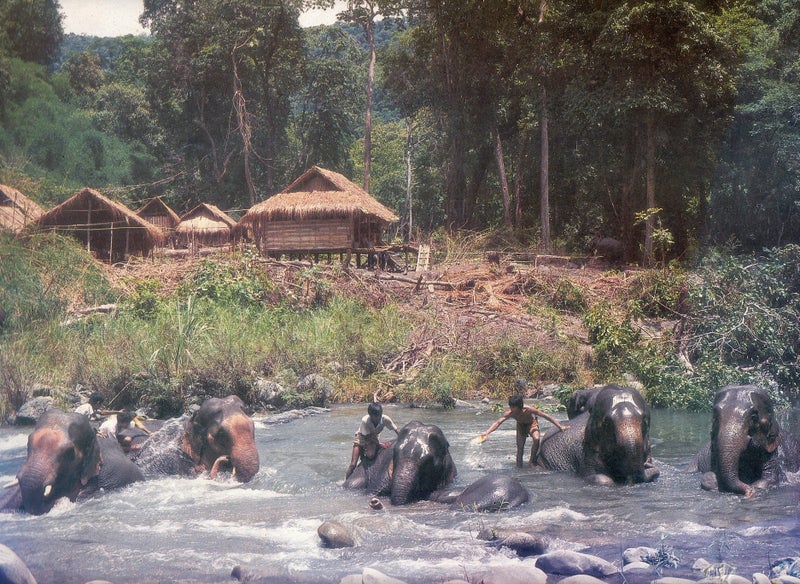 BUT THAT'S WHAT ELEPHANTS ARE FOR! Adventures of a NZ Forester in Burma & Asia Carousel 2