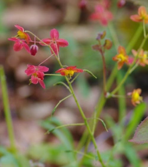 Epimedium x warleyense sprays of small orange flowers Carousel 1