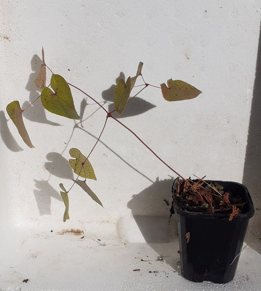 Epimedium x warleyense sprays of small orange flowers Carousel 2