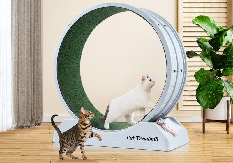 Cat Running Wheel Carousel 1