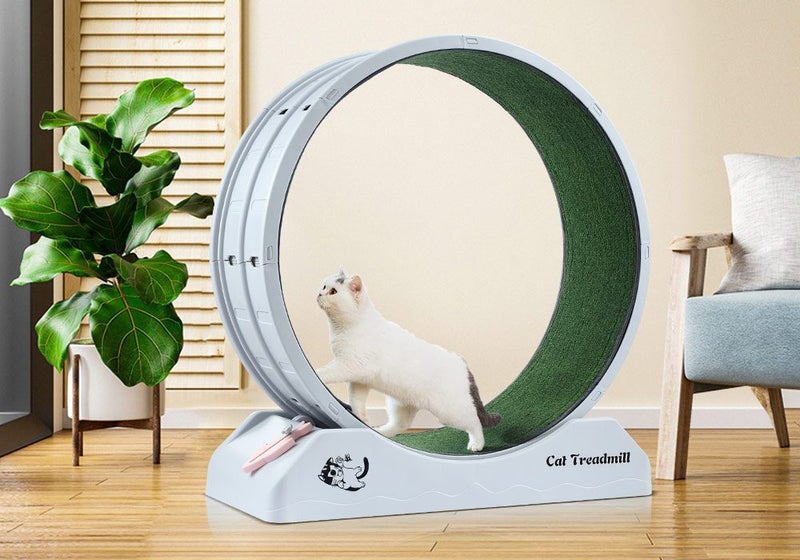 Cat Running Wheel Carousel 2