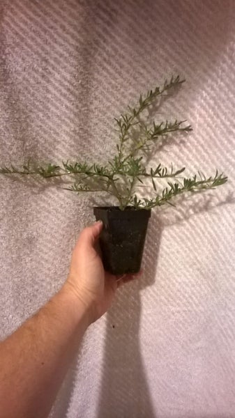 Coprosma Kirkii Goldstream Carousel 2