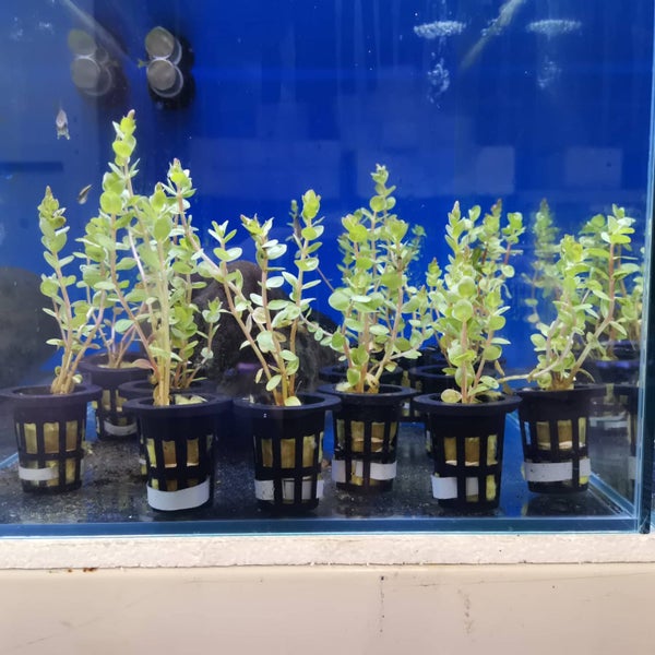 Red Rotala bunched Carousel 1