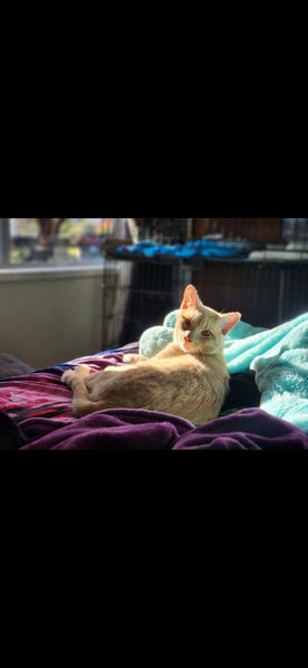 Rescue cat Simon Carousel 1