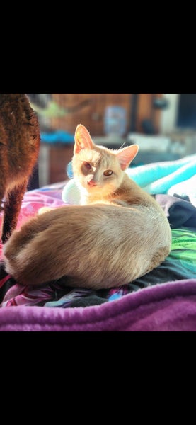 Rescue cat Simon Carousel 2