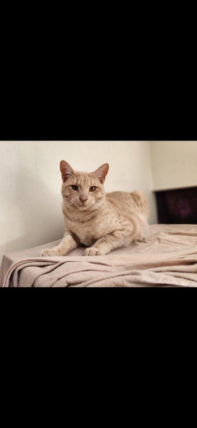 Rescue cat Simon Carousel 6