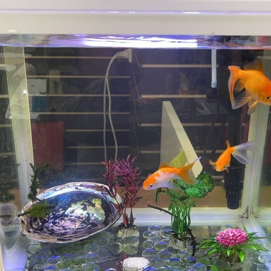 Acrylic Aquarium Fish Tank 30*18.5*33CM Carousel 3