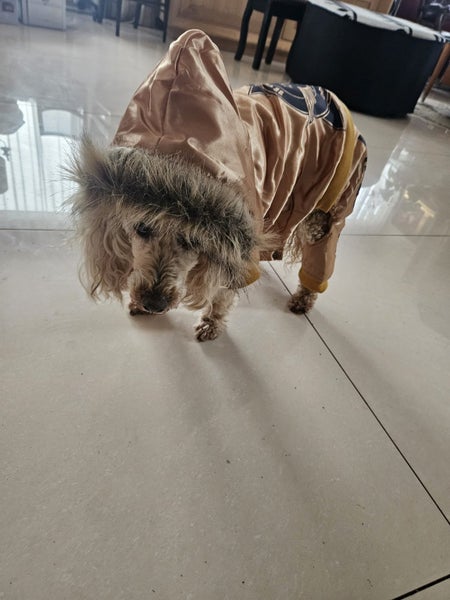 Jacket for a Dog Carousel 9