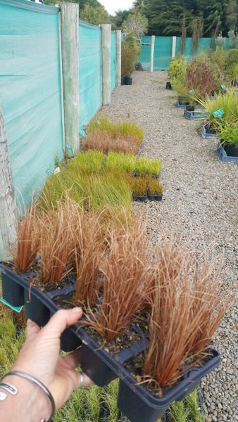 New season Grasses/tussocks x100 $2.50 each!!62995406455043113