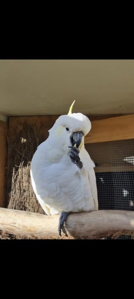 Cockatoo Carousel 1
