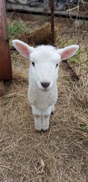 Wiltshire ewe lambs & ewes Carousel 18