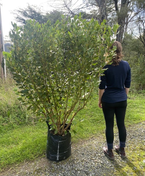 Griselinia littoralis (XL grade)! Carousel 1