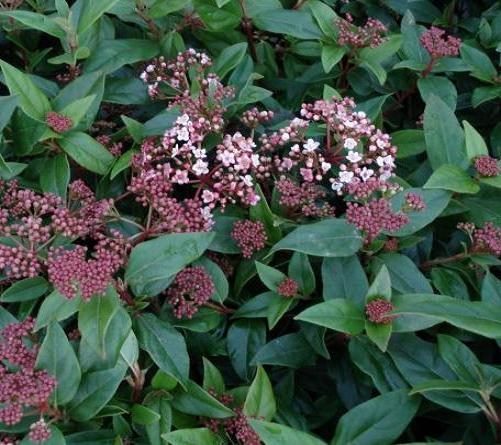Viburnum Eve Price - 5cm pot Carousel 1