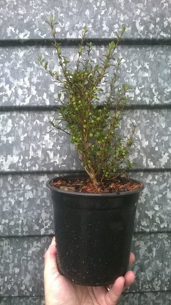 Coprosma Matai Magic PB3 Carousel 1