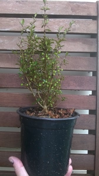 Coprosma Matai Magic PB3 Carousel 2
