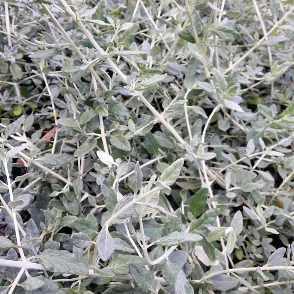 Teucrium Fruticans Carousel 2