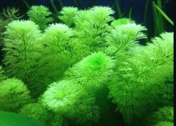 Ambulia Limnophila sessiliflora Aquarium tropical plants for fish tank Carousel 2