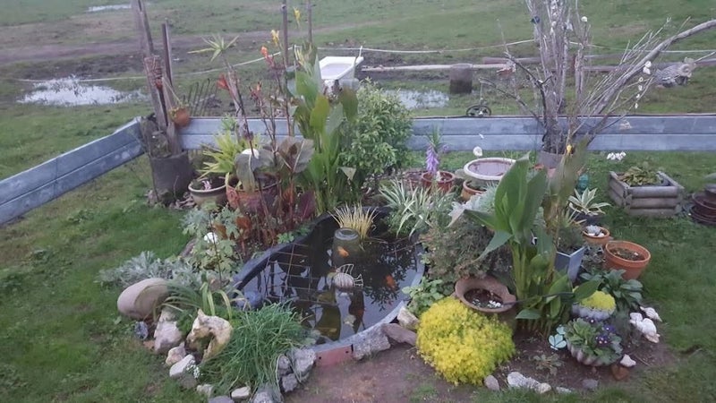 Large Kidney Pond Carousel 2