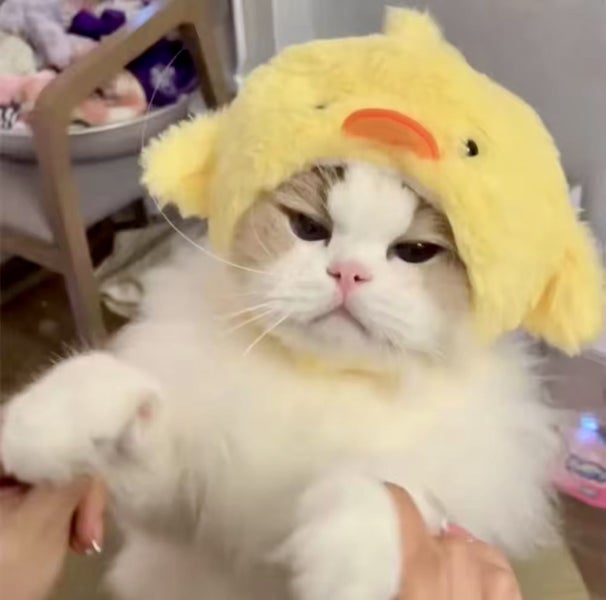 Dog costume pet costume CUTE costume Hat Chick for small pets Carousel 1