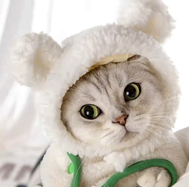 Dog costume pet costume CUTE costume Hat whiteBEAR for small dog and cats Carousel 1