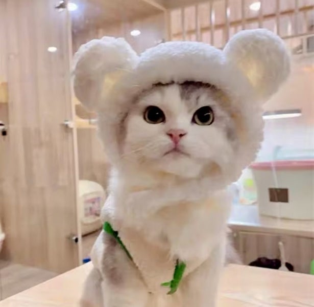 Dog costume pet costume CUTE costume Hat whiteBEAR for small dog and cats Carousel 2