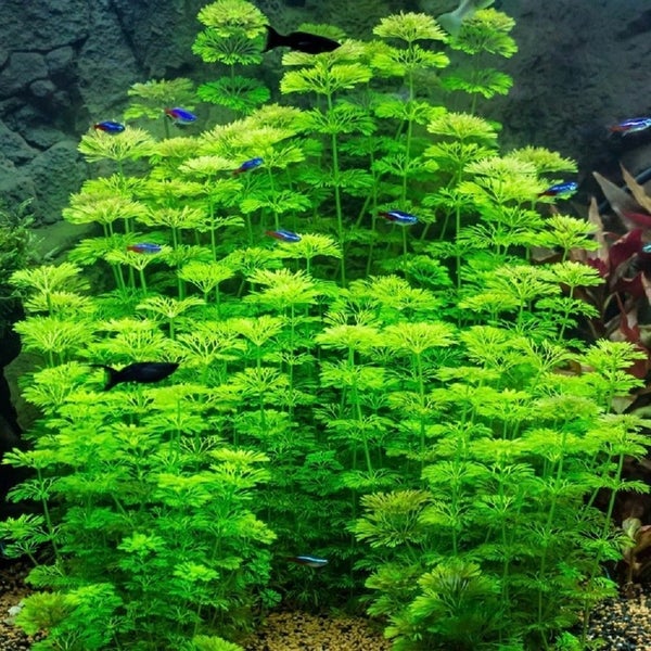 Ambulia 3 stems Carousel 1