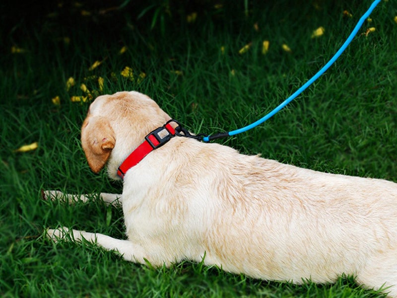 Dog Collar for Large Dogs Clearance - Clearance Carousel 2
