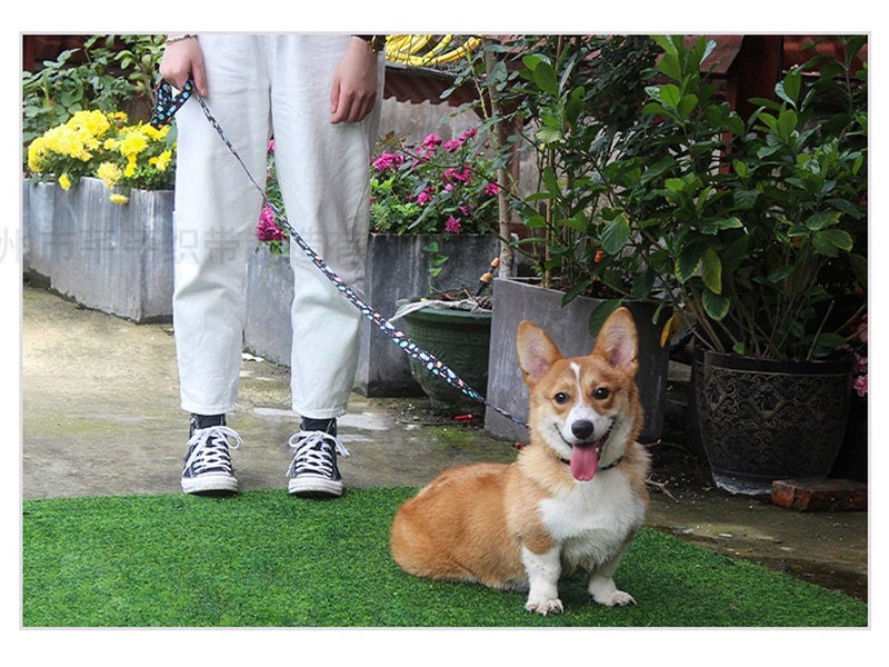 Dog Collar for Medium Dogs Clearance - Clearance Carousel 8