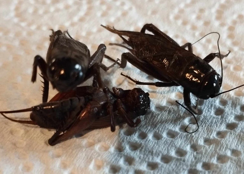 40g NZ Farmed & Dried whole large size Crickets Carousel 1