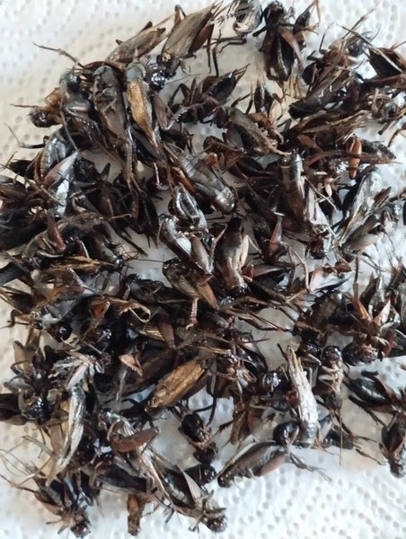 40g NZ Farmed & Dried whole large size Crickets Carousel 2
