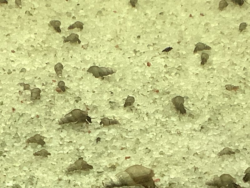 Malaysian trumpet snails (mixed size) 25+ Carousel 2