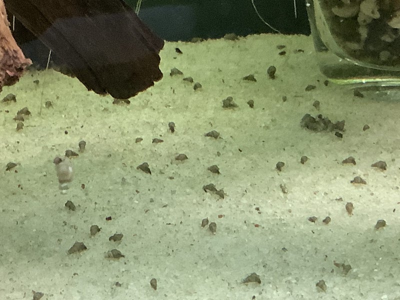 Malaysian trumpet snails (mixed size) 25+ Carousel 4