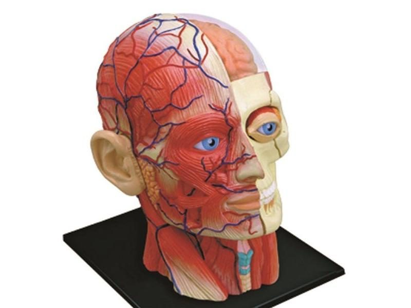 4D Human Head Skull Brain Anatomy Model For Medical Teaching Carousel 1