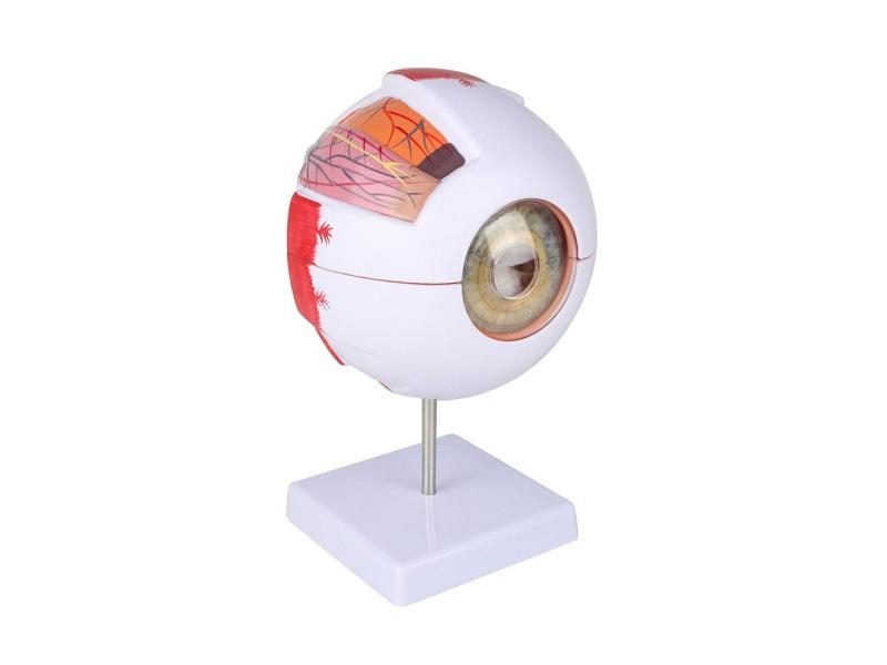 Anatomical Eye Model Eyeball Eyelid Model Disassemble 6 Times Enlarged Optic Carousel 2