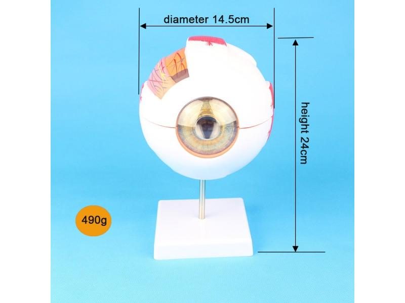 Anatomical Eye Model Eyeball Eyelid Model Disassemble 6 Times Enlarged Optic Carousel 1
