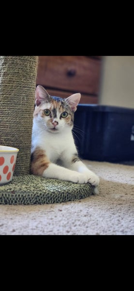 Rescue Cat Annabelle Carousel 1