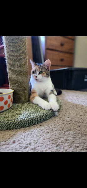 Rescue Cat Annabelle Carousel 2