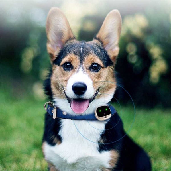 GPS Pet Collar Tracking System Device Carousel 12