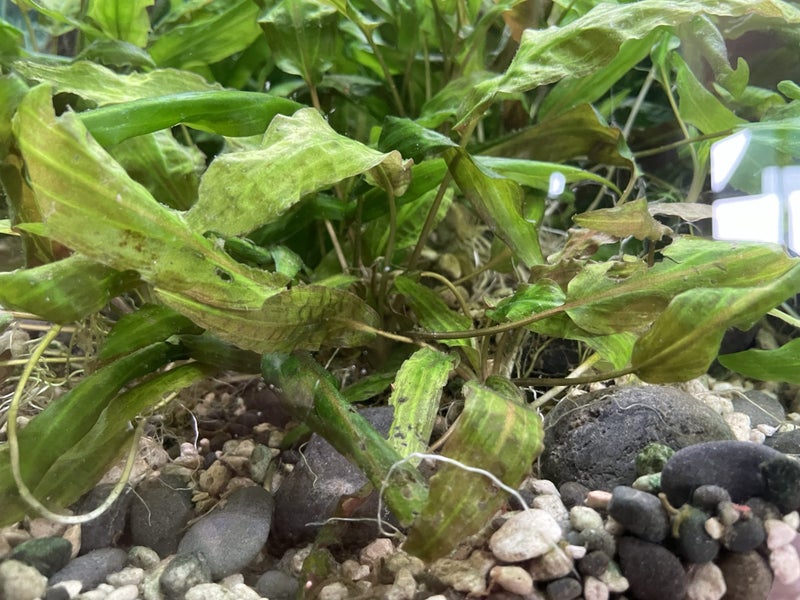 Crytocoryne Affinis Carousel 1
