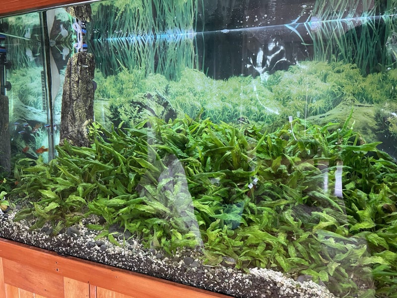 Crytocoryne Affinis Carousel 2