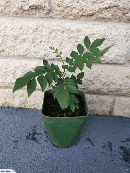Curry Leaf Plant X 2 PLANTS Carousel 1