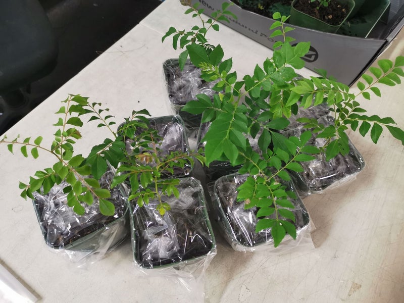 Curry Leaf Plant X 2 PLANTS Carousel 3