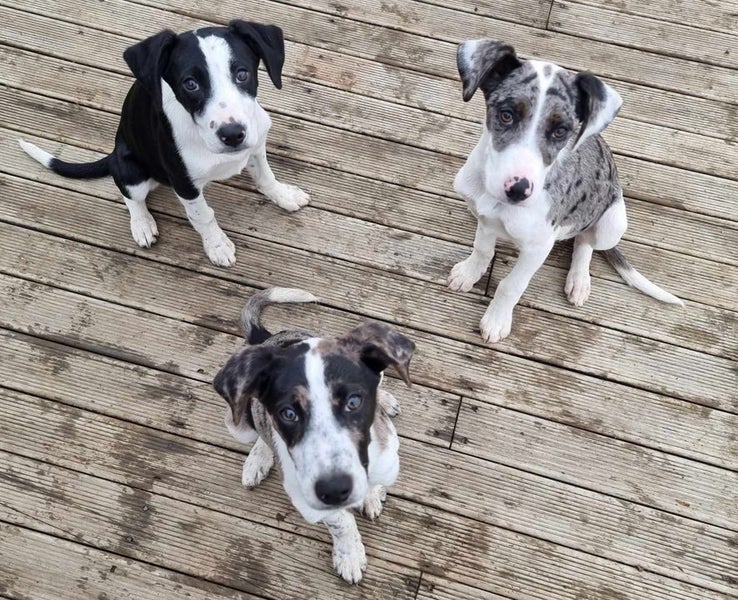 Pound Paws Rescue - Spot, Collie mix, Christchurch Carousel 9