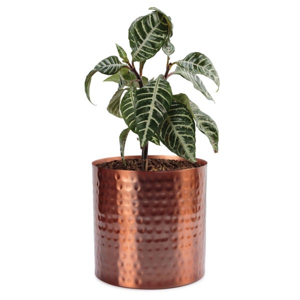 Assam Indoor Metal Planter 21cm - Rose Gold Finish Carousel 3