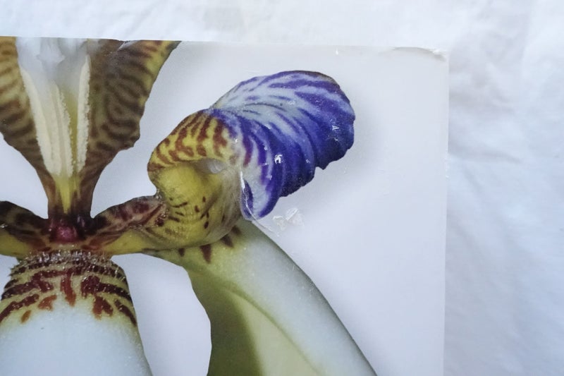 Encyclopedia of Tropical Plants the Identification and Cultivation... (SKU BK29) Carousel 2