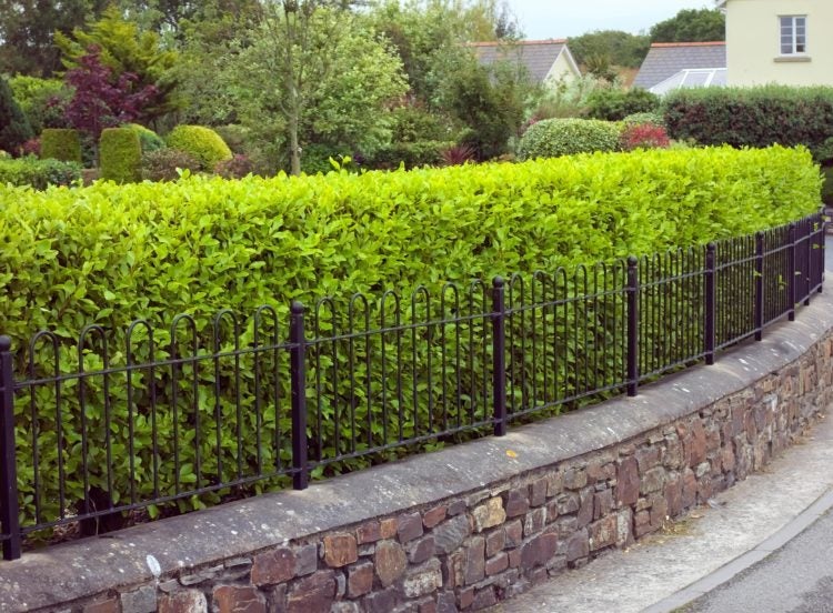 Griselinia Hedge plants x 100 plants - Carousel 1