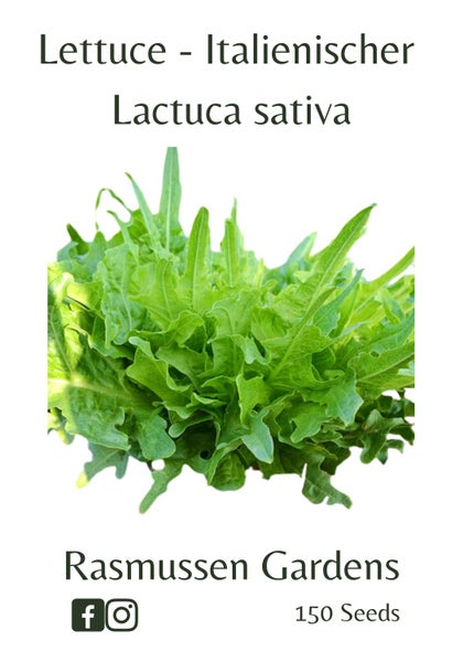 Lettuce - Italienischer (150 seeds) Carousel 1